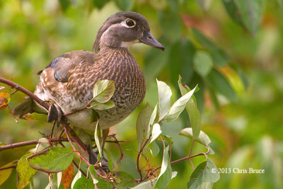 Wood Duck