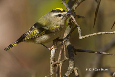 Golden-crowned Kinglet