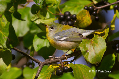 Northern Parula