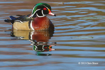 Wood Duck (male)