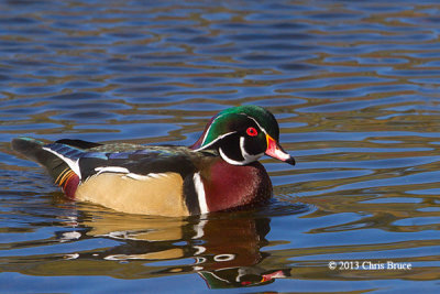 Wood Duck (male)