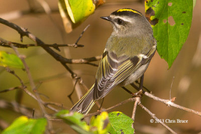 Golden-crowned Kinglet