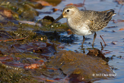 Dunlin