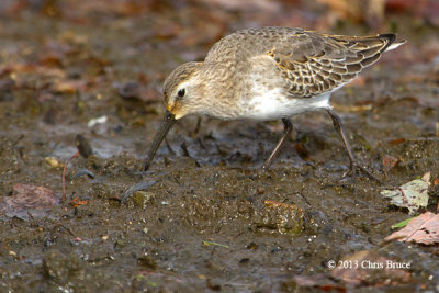 Dunlin