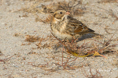 Lapland Longspur