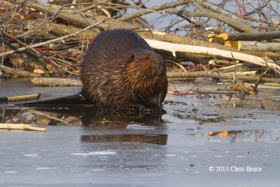 Beaver