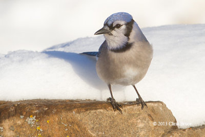 Blue Jay