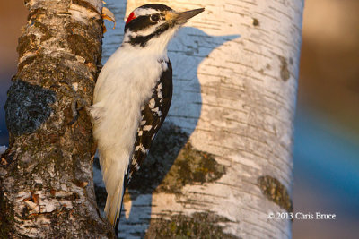 Hairy Woodpecker (male)