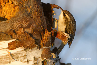 Brown Creeper