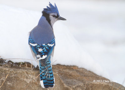 Blue Jay