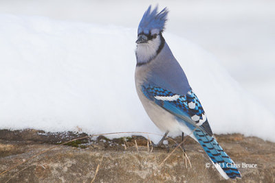 Blue Jay
