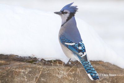Blue Jay