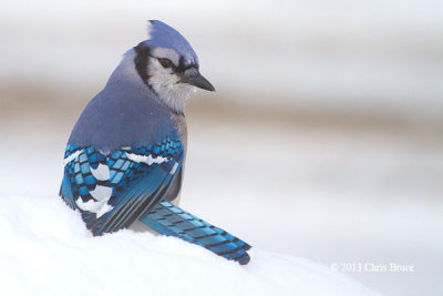 Blue Jay