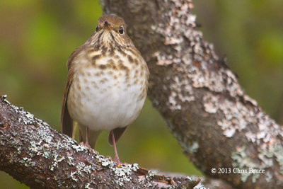 Hermit Thrush