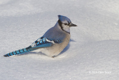 Blue Jay