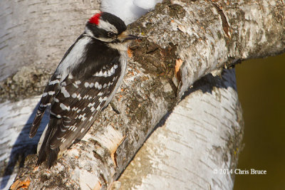 Downy Woodpecker