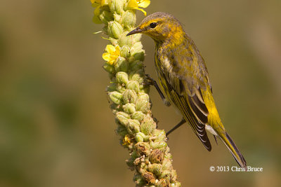 Cape May Warbler