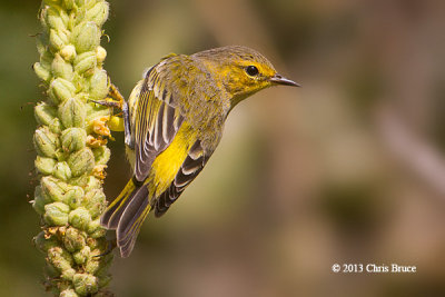 Cape May Warbler