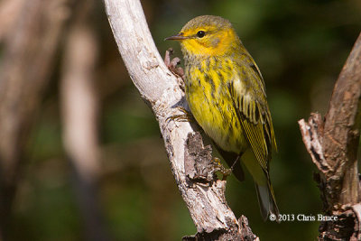 Cape May Warbler