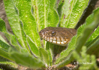 Northern Water Snake 