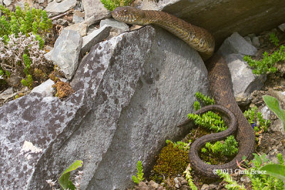 Northern Water Snake 