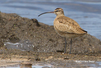 Whimbrel