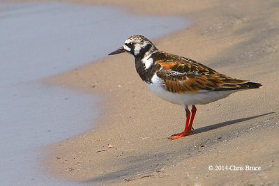 Ruddy Turnstone