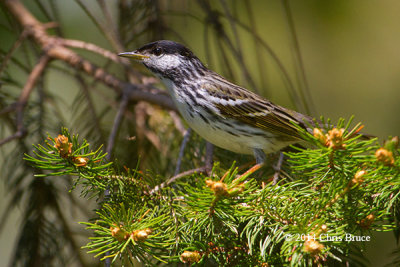 Blackpoll Warbler