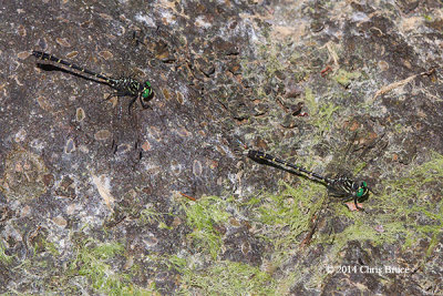 Least Clubtails (<em>Stylogomphus albistylus</em>)