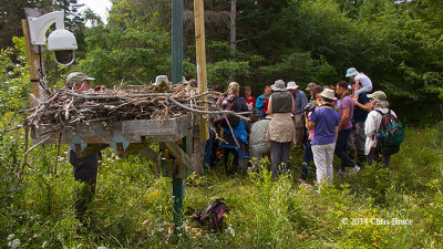 Innis Point Bird Observatory Osprey Platform