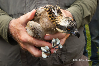 Osprey Chick