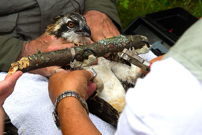 Osprey Chick