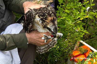 Osprey Chick