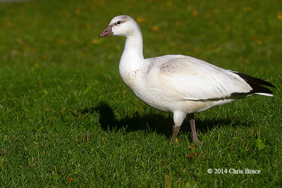 Ross's Goose (juvenile)