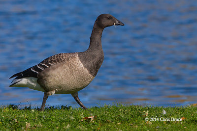 Brant