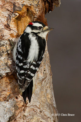 Downy Woodpecker