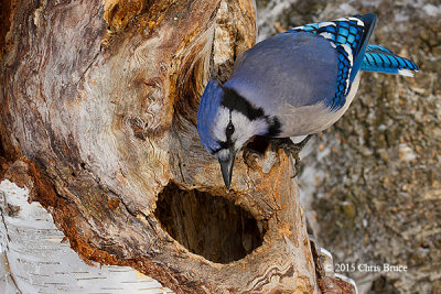 Blue Jay