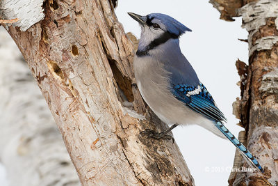 Blue Jay