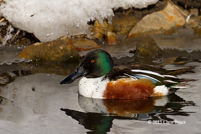 Northern Shoveler (male)