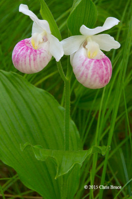 Showy Lady's Slipper (Cypripedium reginae)