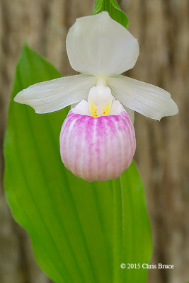 Showy Lady's Slipper (Cypripedium reginae)