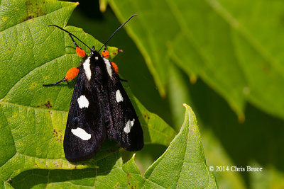 Eight-spotted Forester (<em>Alypia octomaculata</em>)