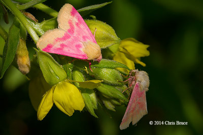 Primrose Moths (Schinia florida)
