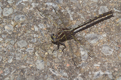 Dusky Clubtail (Gomphus spicatus)