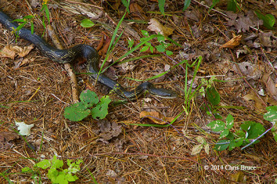 Black Ratsnake