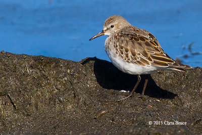 White-rumped Sandpiper