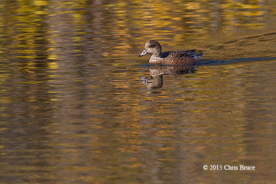 American Wigeon (female)