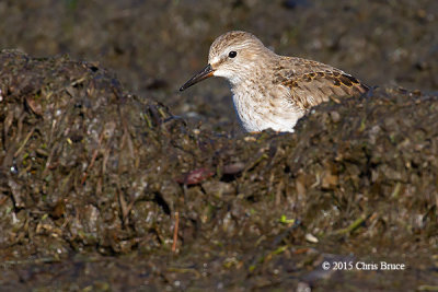 White-rumped Sandpiper