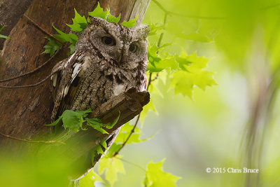 Owls