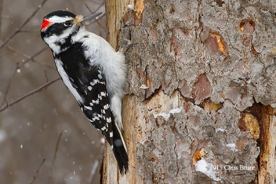 Hairy Woodpecker (male)